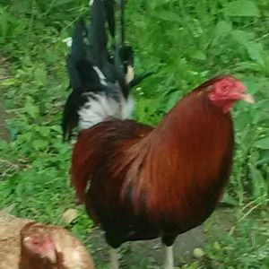 Meet your Posher, Bill